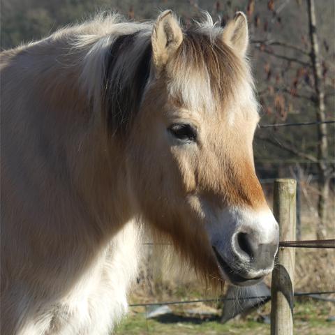 Paard Niels baat bij Phytonics Hypo balance 